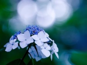 hydrangea_21193391