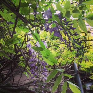 wisteria