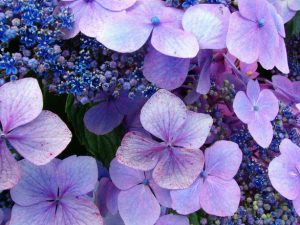 hydrangea